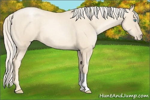 Horse Color:Gold Cream Champagne Pearl 