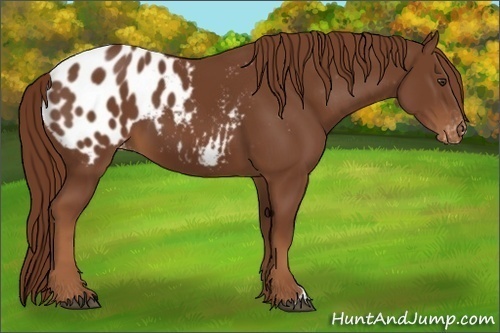 Horse Color:Chestnut Appaloosa