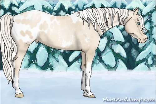Horse Color:Gold Cream Champagne Pearl Sabino Tobiano Appaloosa 