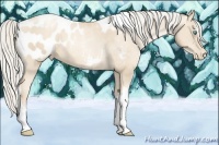 Horse Color:Gold Cream Champagne Pearl Sabino Tobiano Appaloosa 