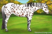 Horse Color:Bay Appaloosa 