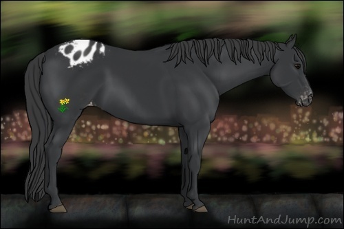 Horse Color:Black Appaloosa