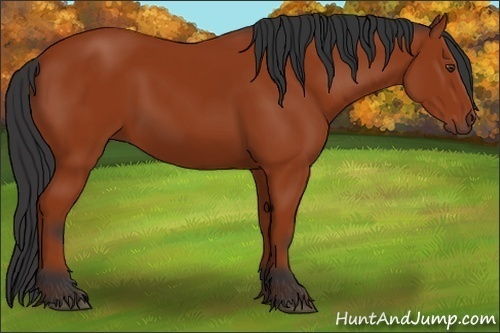 Horse Color:Brown 
