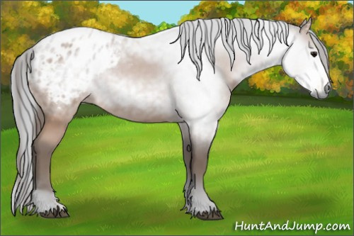 Horse Color:Gray Bay Appaloosa 