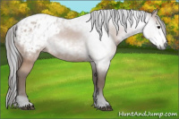 Horse Color:Gray Bay Appaloosa