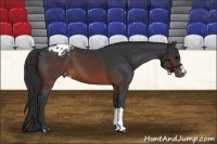 Horse Color:Brown Appaloosa 