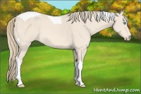 Horse Color:Perlino Tobiano 