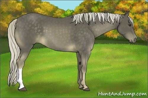 Horse Color:Chocolate Palomino 