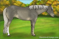Horse Color:Chocolate Palomino