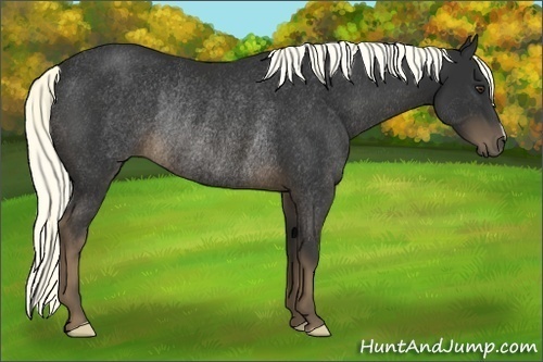 Horse Color:Liver Chestnut Rabicano