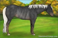 Horse Color:Liver Chestnut Rabicano