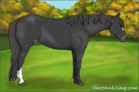 Horse Color:Smoky Black Mushroom Varnish