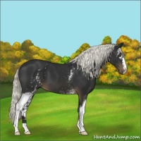 Horse Color:White Spotted Liver Chestnut