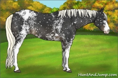 Horse Color:White Spotted Liver Chestnut Appaloosa 