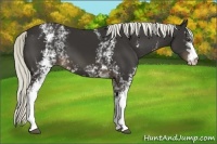 Horse Color:White Spotted Liver Chestnut 