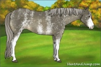 Horse Color:White Spotted Chocolate Palomino Appaloosa 