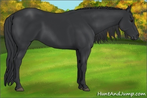 Horse Color:Black 