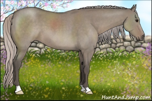 Horse Color:Silver Grullo Roan 