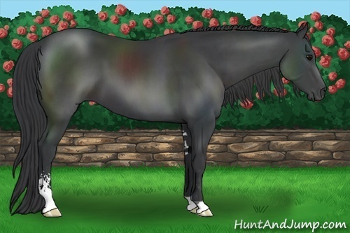 Horse Color:Black Sabino