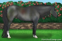 Horse Color:Black Sabino