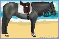 Horse Color:Black 