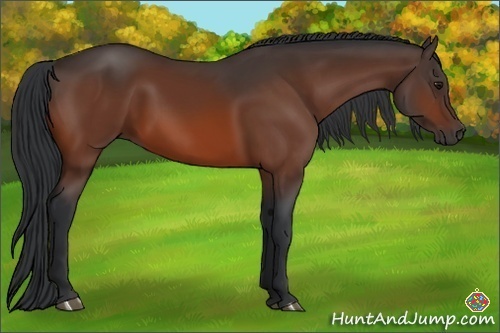 Horse Color:Bay 