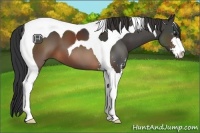 Horse Color:Brown Sabino Tobiano