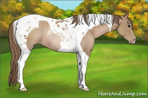 Horse Color:Black Pearl Tobiano Rabicano 