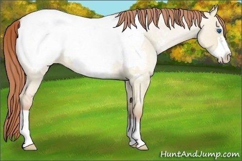 Horse Color:Buckskin Roan Pearl Dun Frame Appaloosa 