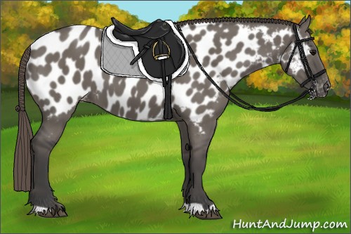 Horse Color:Smoky Grullo Appaloosa 