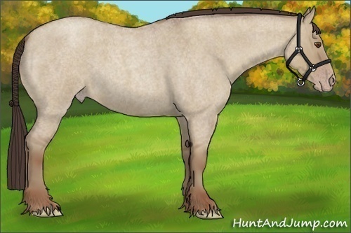 Horse Color:Classic Champagne Roan Dun 