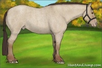 Horse Color:Classic Champagne Roan Dun