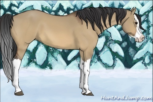 Horse Color:Bay Dun Splash