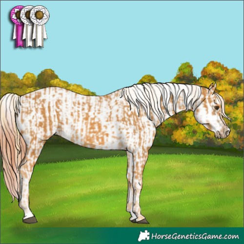 Horse Color:Palomino  and Bay Near Leopard 