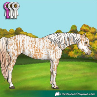 Horse Color:Palomino  and Bay Near Leopard 