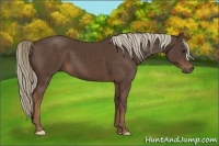 Horse Color:Liver Chestnut 