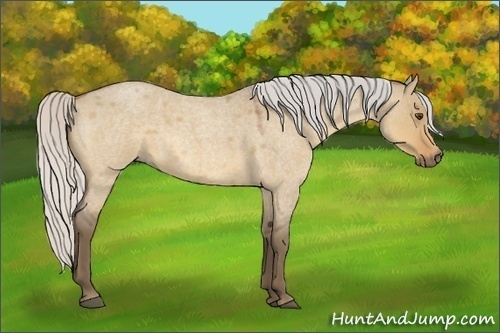 Horse Color:Silver Buckskin Roan Dun 