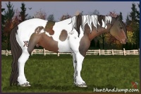 Horse Color:Liver Chestnut Tobiano Appaloosa 