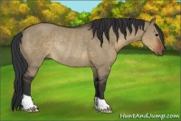 Horse Color:Brown Dun Rabicano 