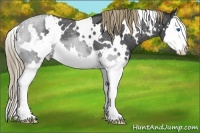 Horse Color:White Spotted Liver Red Roan Splash 