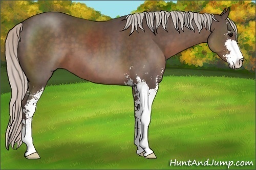 Horse Color:Silver Black Sabino 