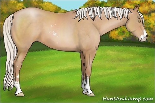 Horse Color:Silver Brown Pearl Sabino 
