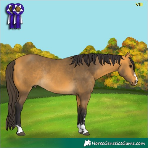 Horse Color:Buckskin Rabicano