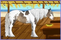 Horse Color:Liver Chestnut Splash Tobiano Appaloosa Rabicano 