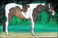 Horse Color:Buckskin Sabino Tobiano 