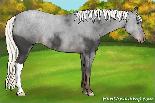 Horse Color:Liver Red Roan Mushroom Varnish