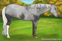 Horse Color:Liver Red Roan Appaloosa
