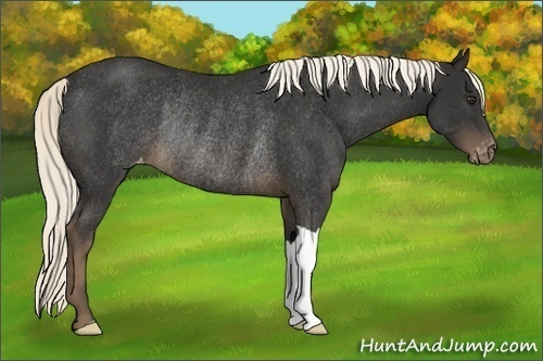 Horse Color:Liver Chestnut Appaloosa Rabicano 
