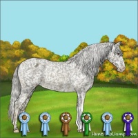 Horse Color:Chocolate Palomino Appaloosa 