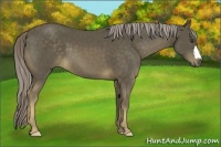 Horse Color:Chocolate Palomino 